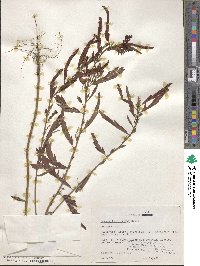 Chamaecrista fasciculata image