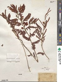 Chamaecrista fasciculata image