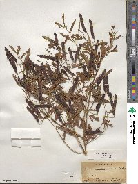 Chamaecrista fasciculata image