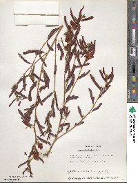 Chamaecrista fasciculata image