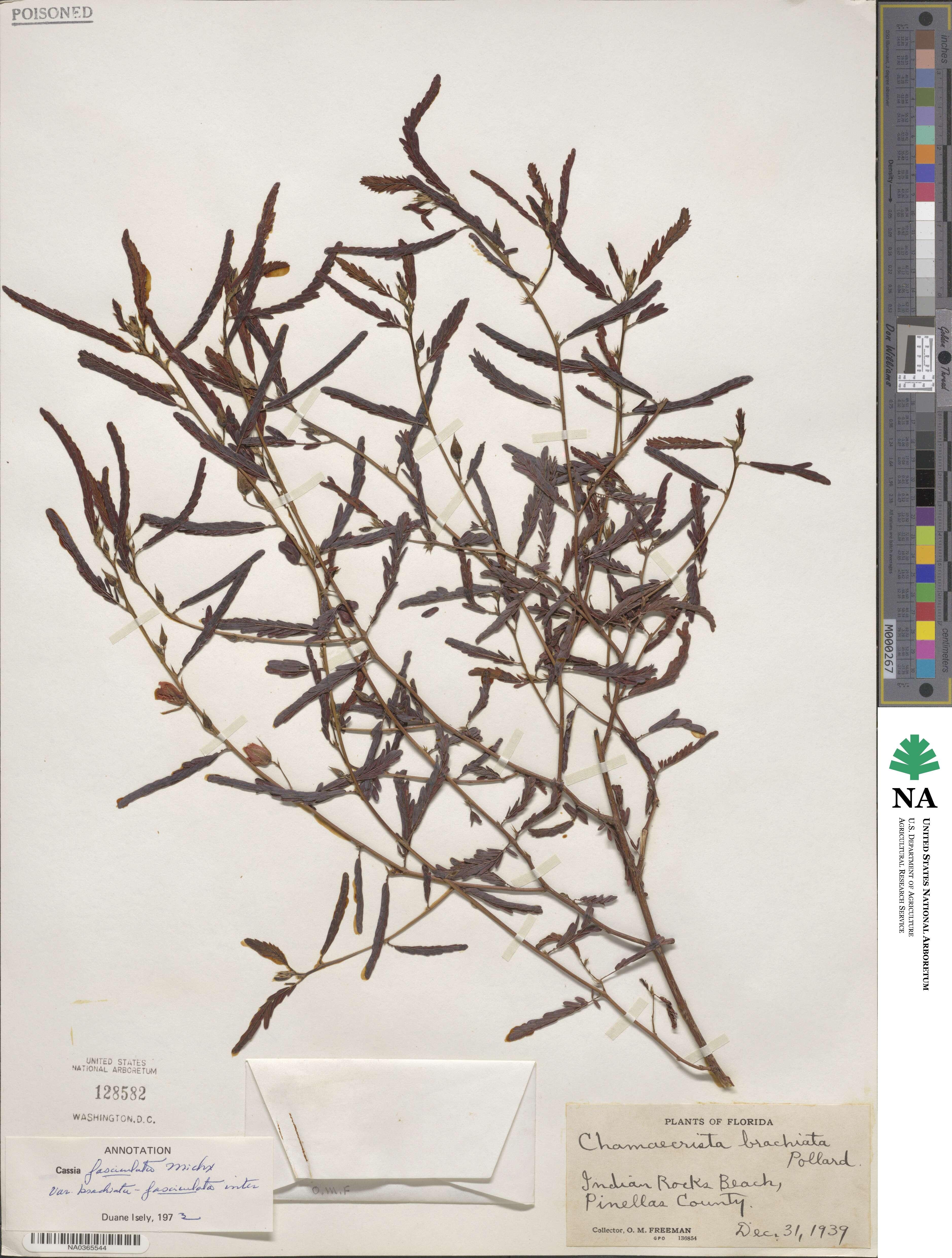 Chamaecrista fasciculata image