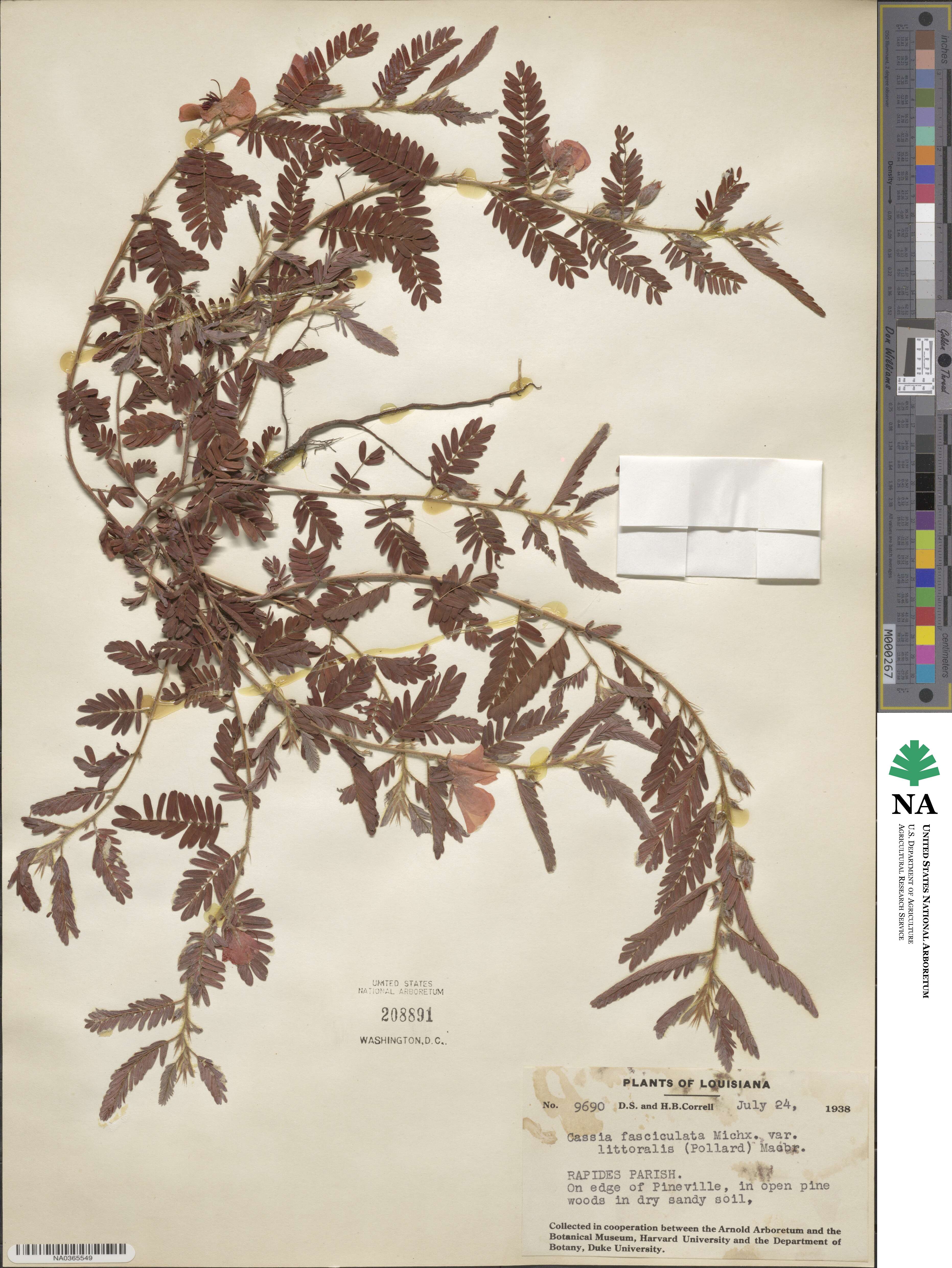 Chamaecrista fasciculata image