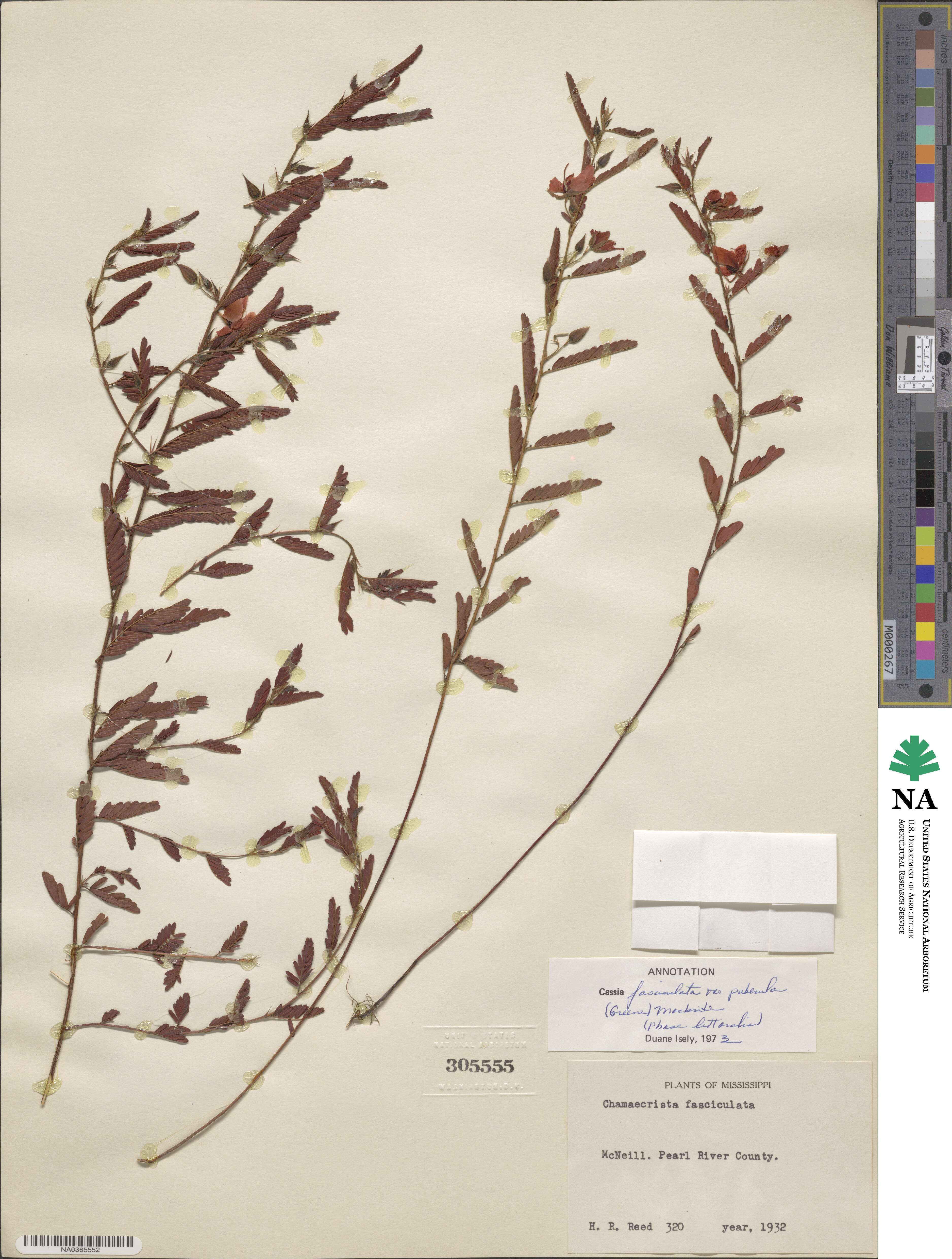 Chamaecrista fasciculata image