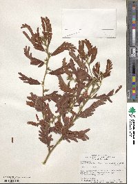 Chamaecrista fasciculata image