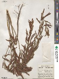 Chamaecrista fasciculata image