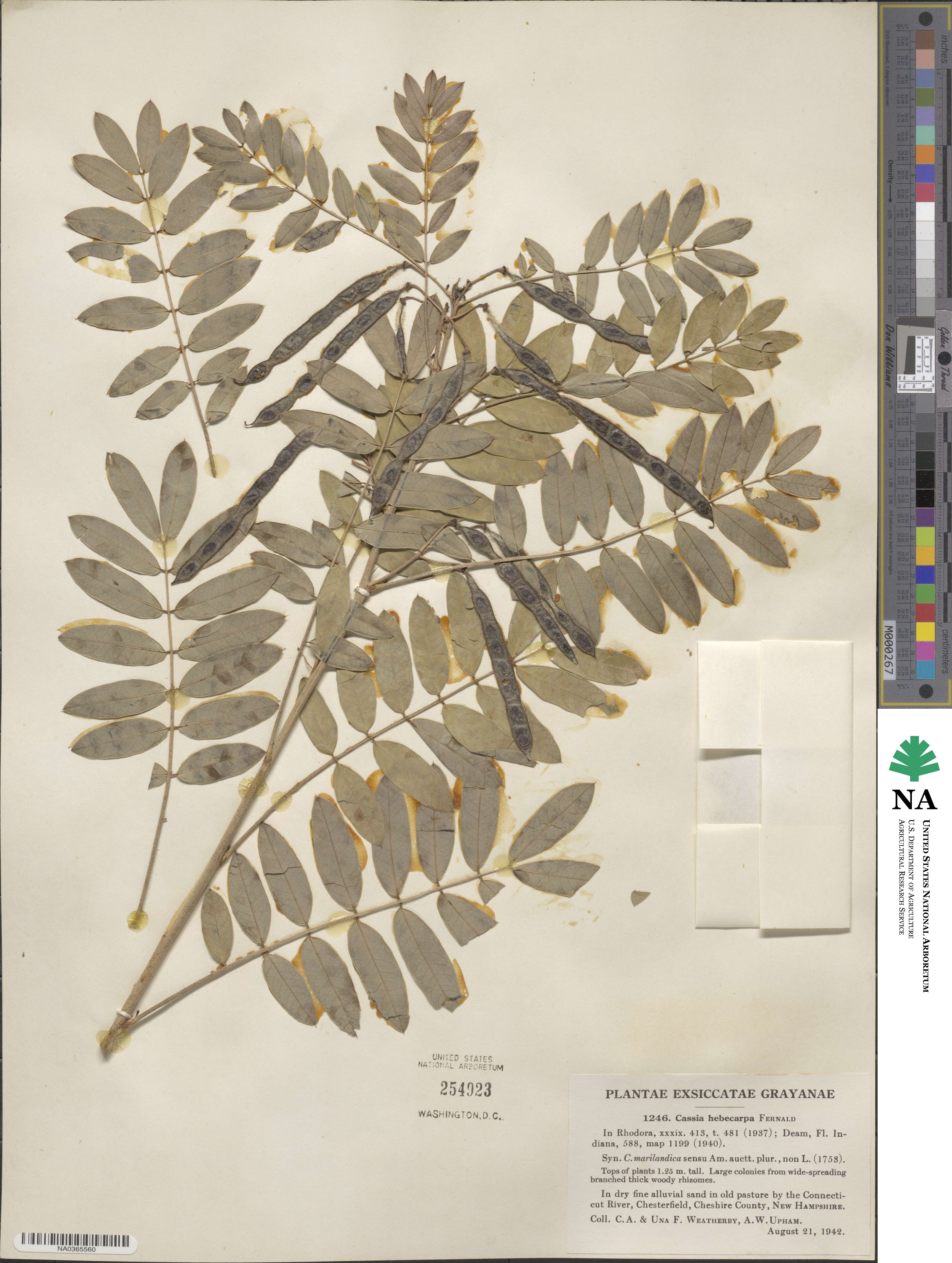 Senna hebecarpa image