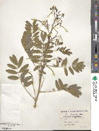 Senna hebecarpa image