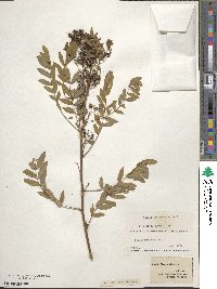 Senna hebecarpa image