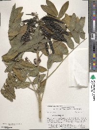 Senna hebecarpa image