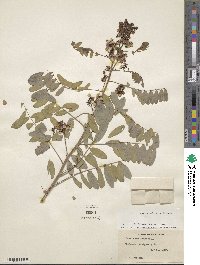 Senna hebecarpa image