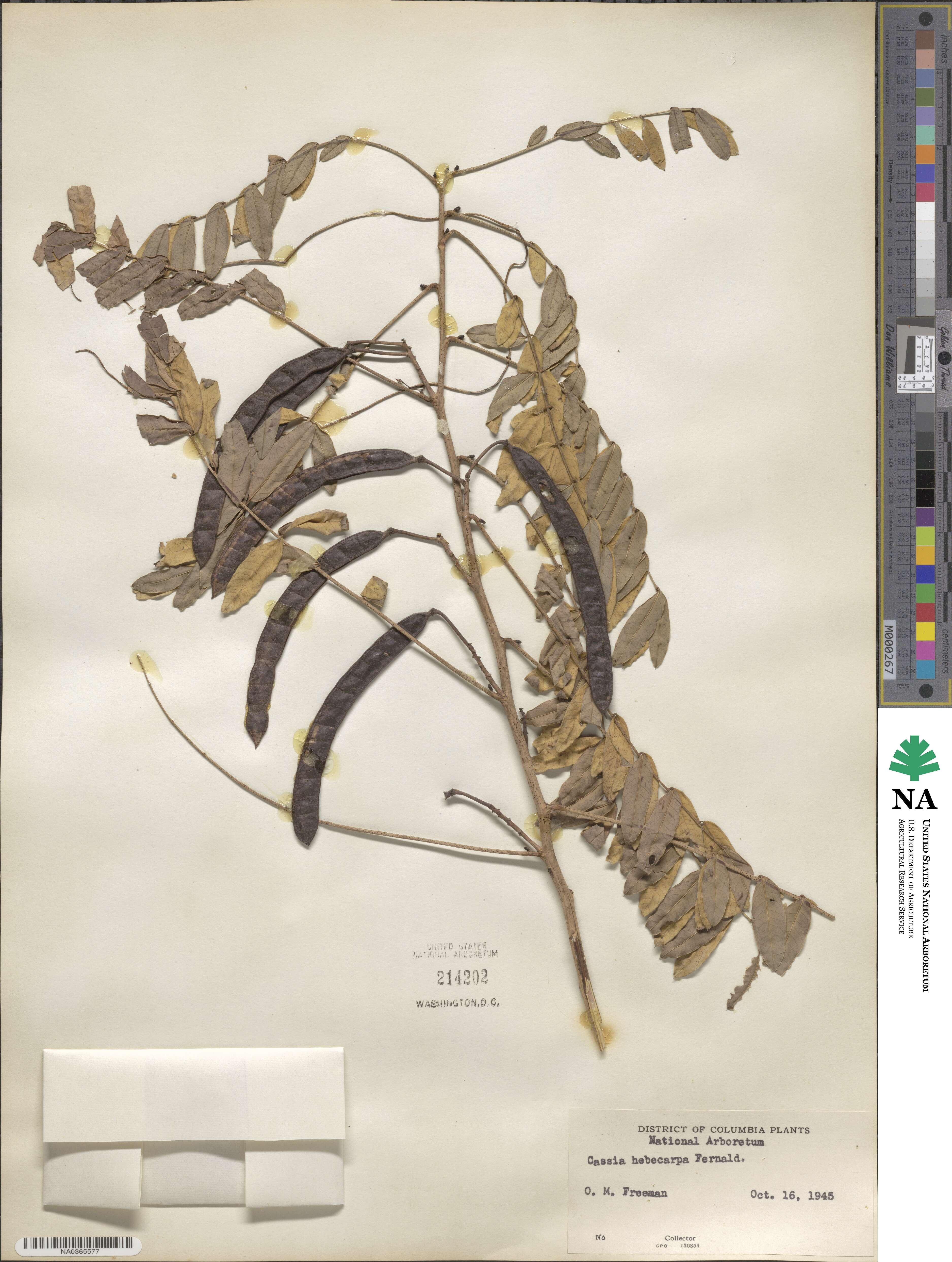 Senna hebecarpa image