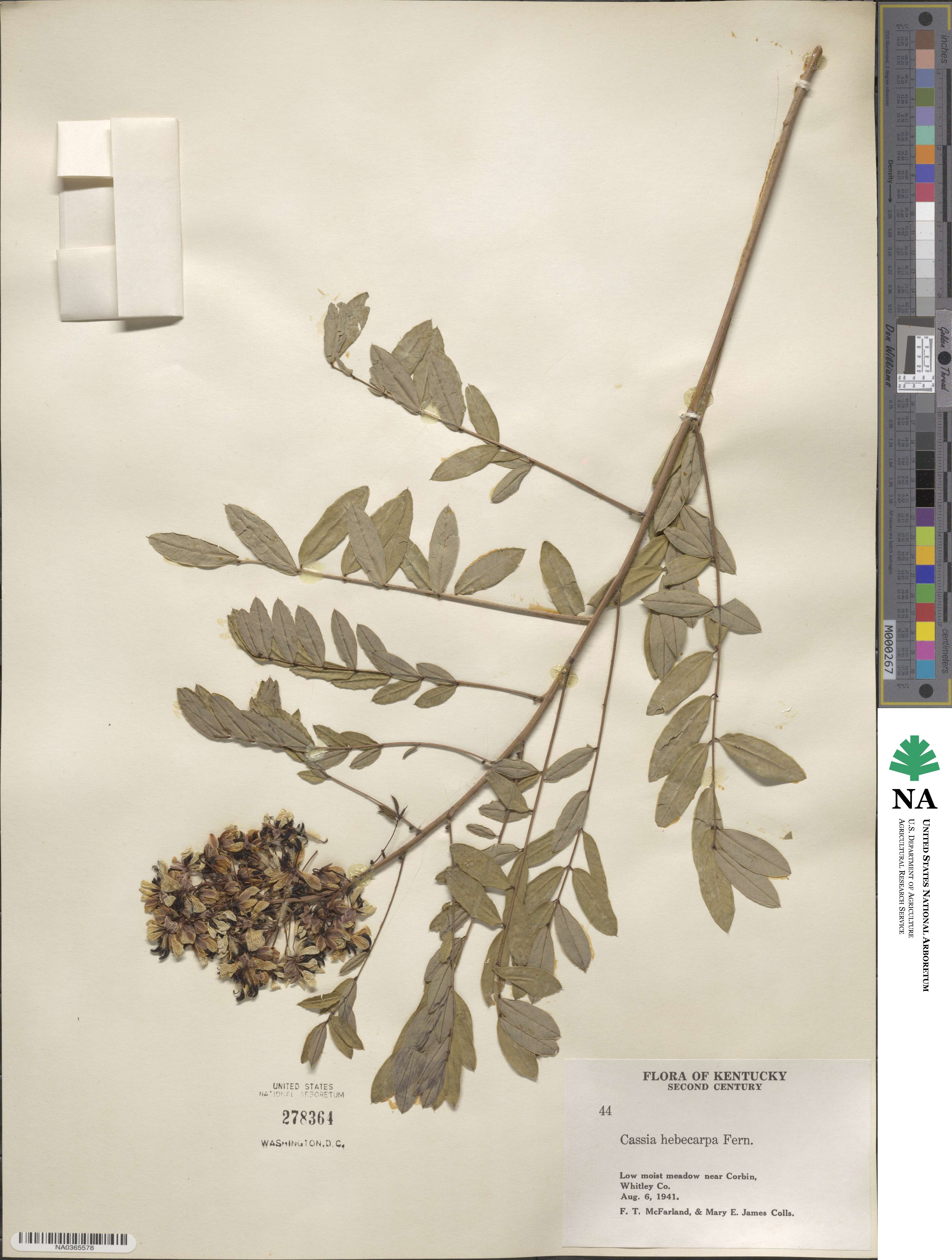 Senna hebecarpa image