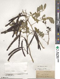 Senna hebecarpa image