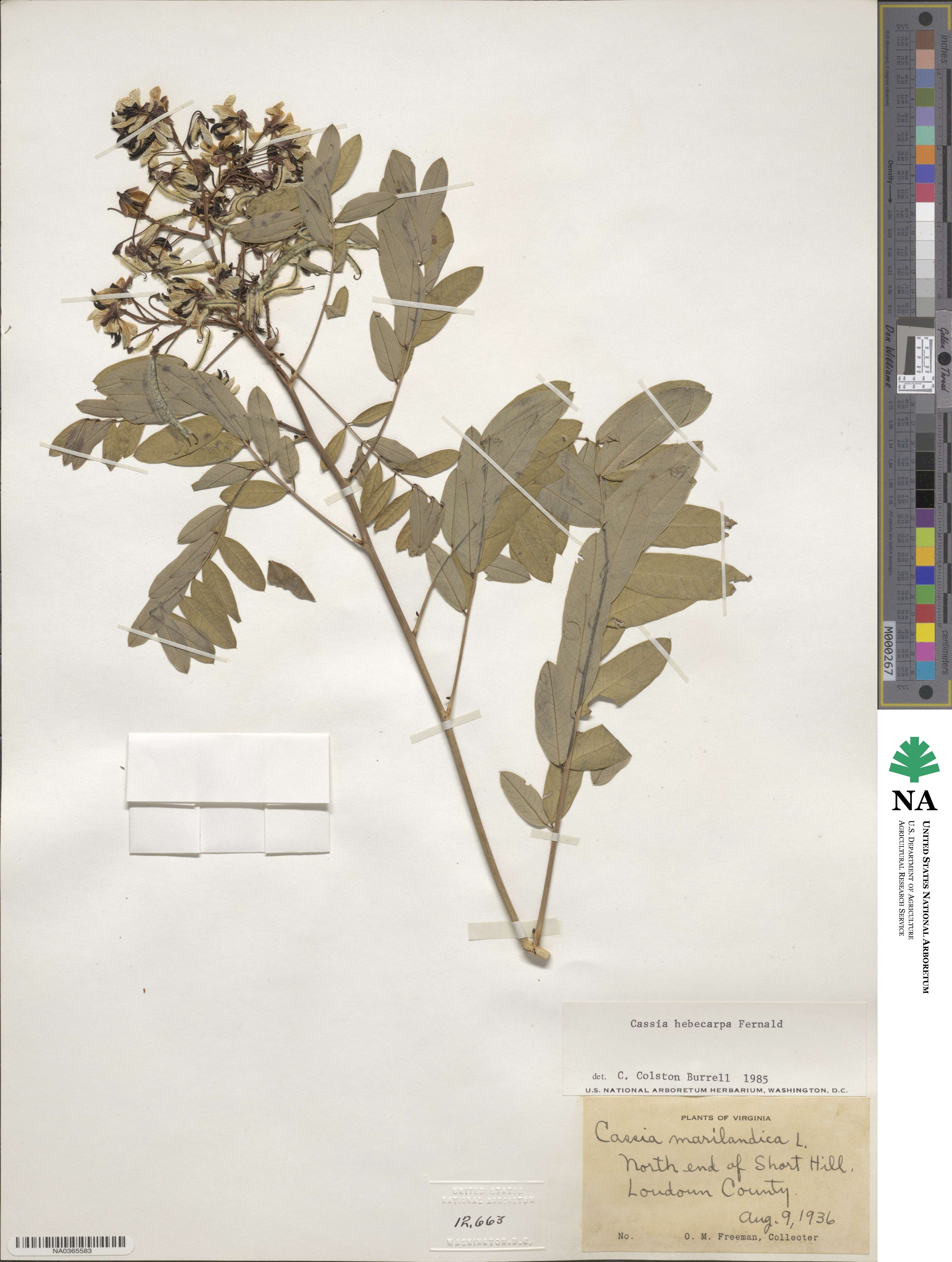 Senna hebecarpa image