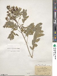 Senna hebecarpa image