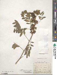 Senna hebecarpa image