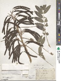 Senna hebecarpa image