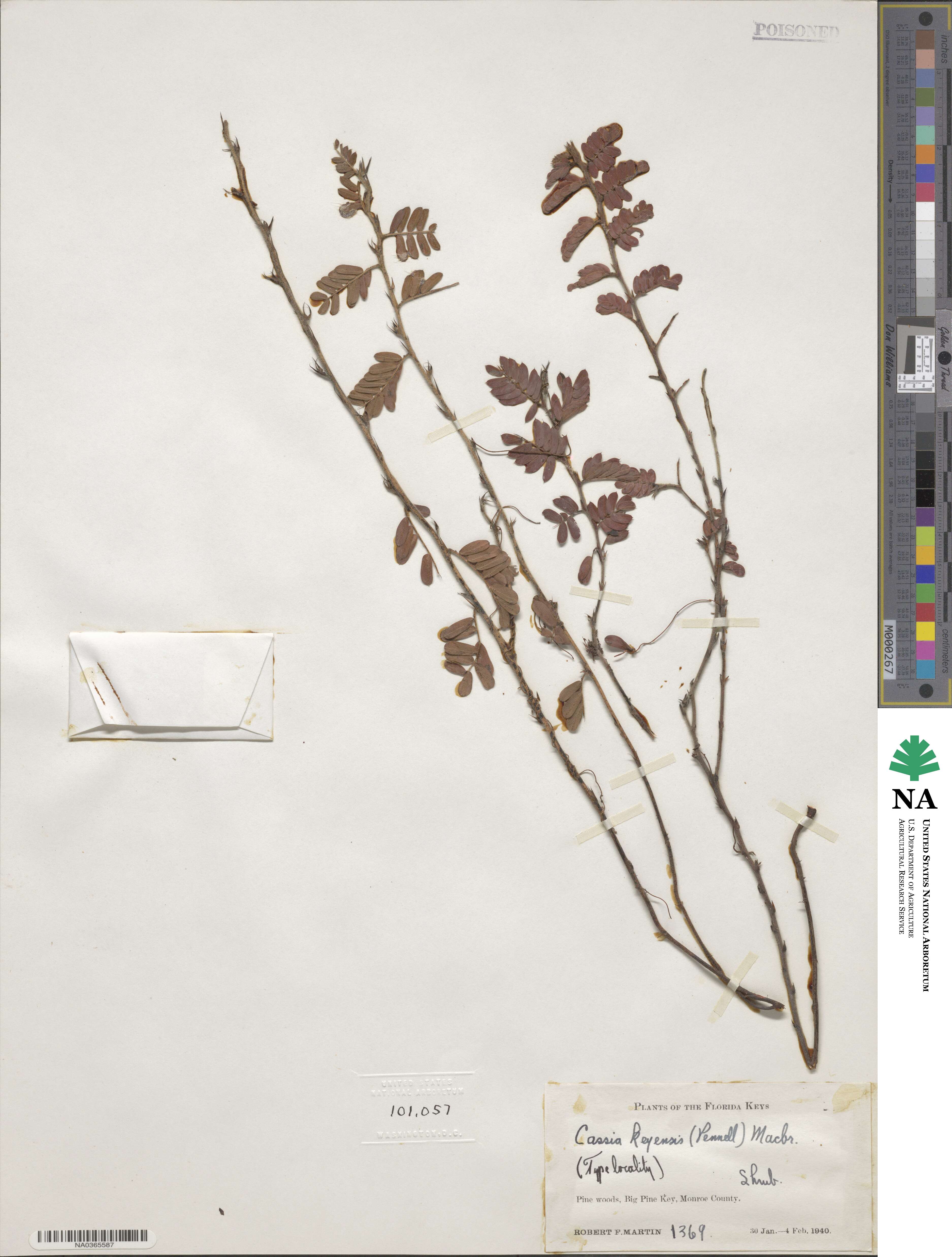 Chamaecrista lineata image