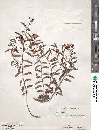 Chamaecrista lineata image