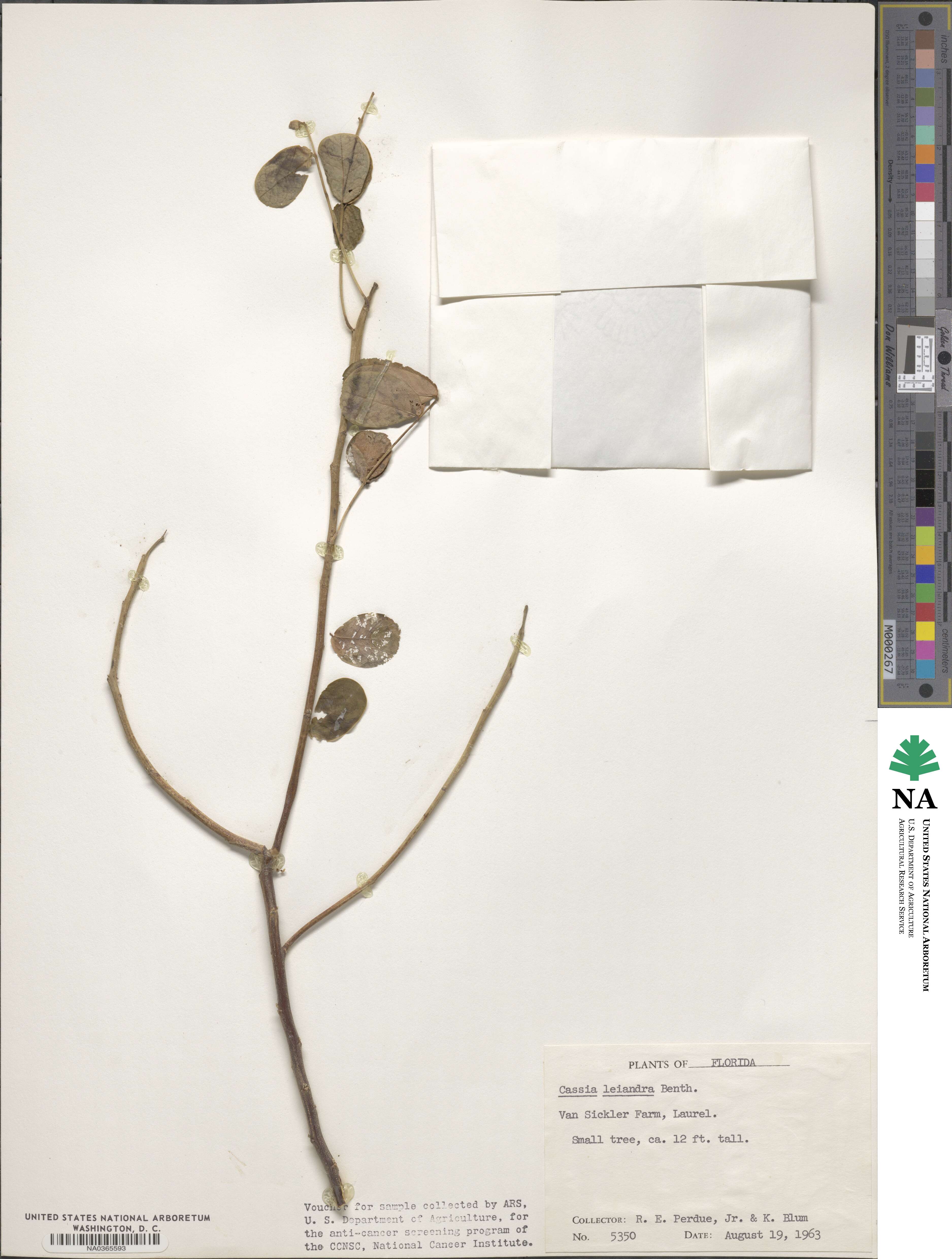 Cassia leiandra image