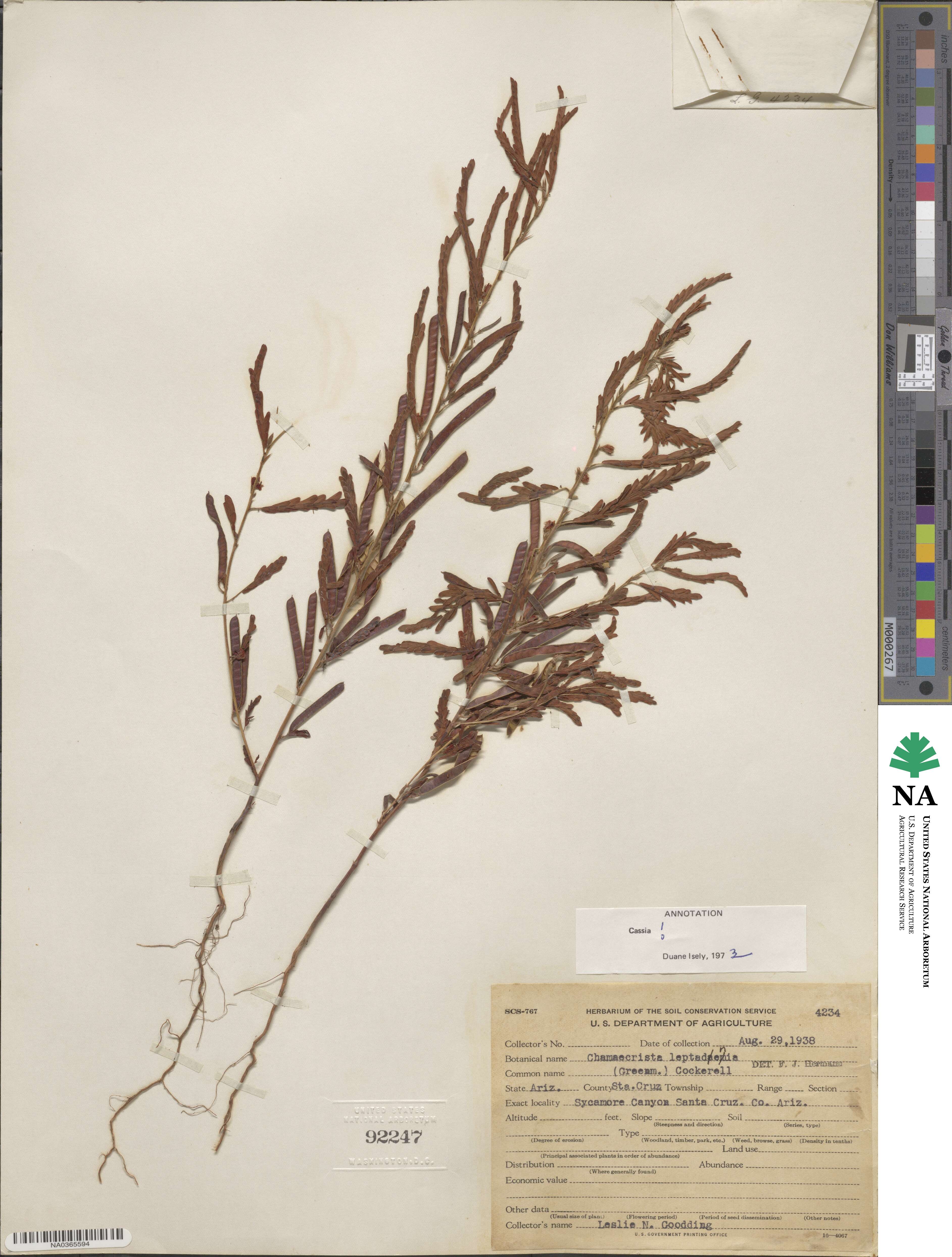 Chamaecrista nictitans var. leptadenia image