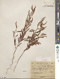 Chamaecrista nictitans var. leptadenia image