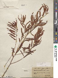 Chamaecrista nictitans var. leptadenia image