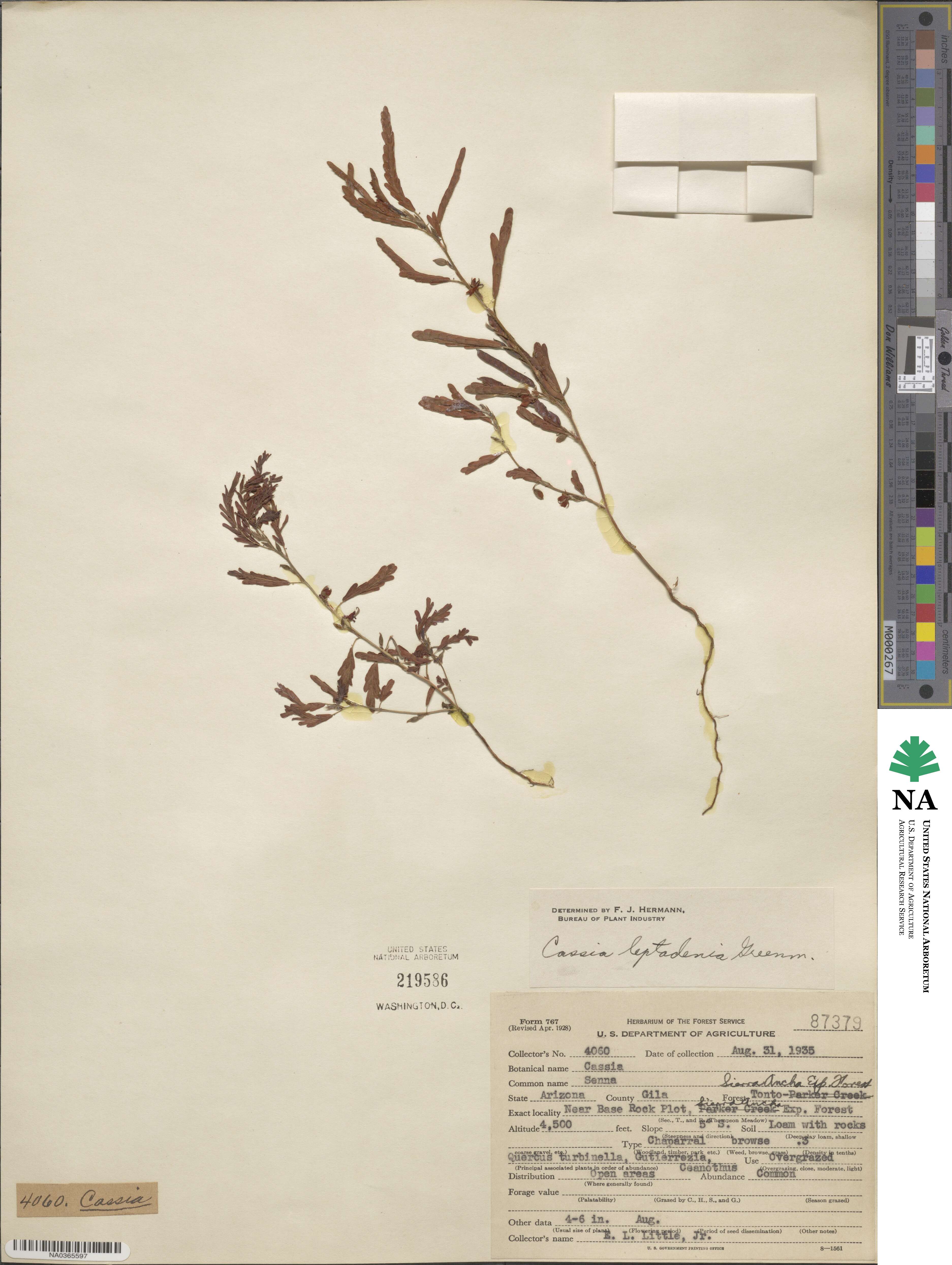 Chamaecrista nictitans var. leptadenia image