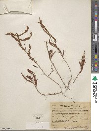 Chamaecrista nictitans var. leptadenia image