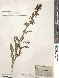 Senna hirsuta var. leptocarpa image