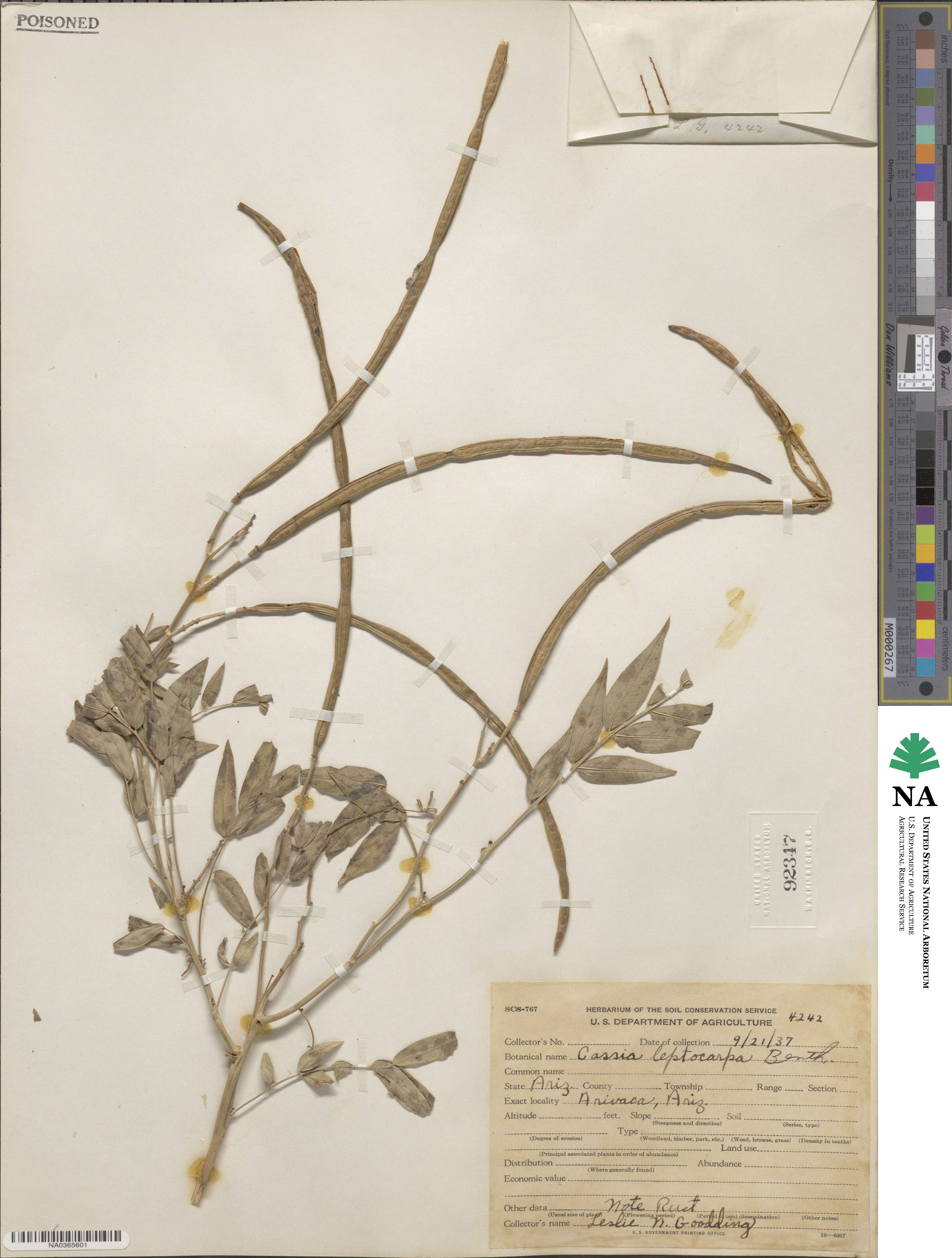 Senna hirsuta var. leptocarpa image
