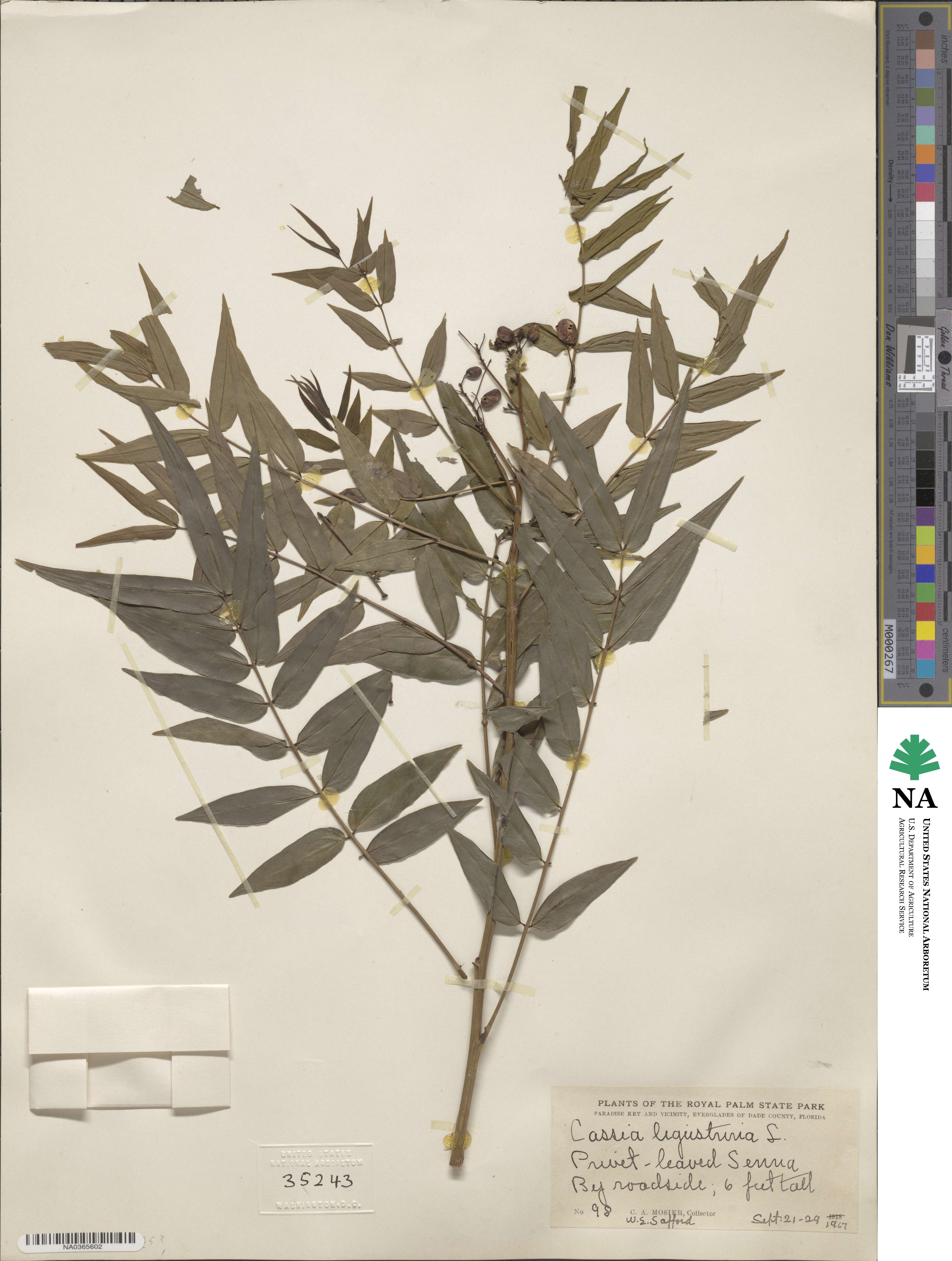 Cassia ligustrina image