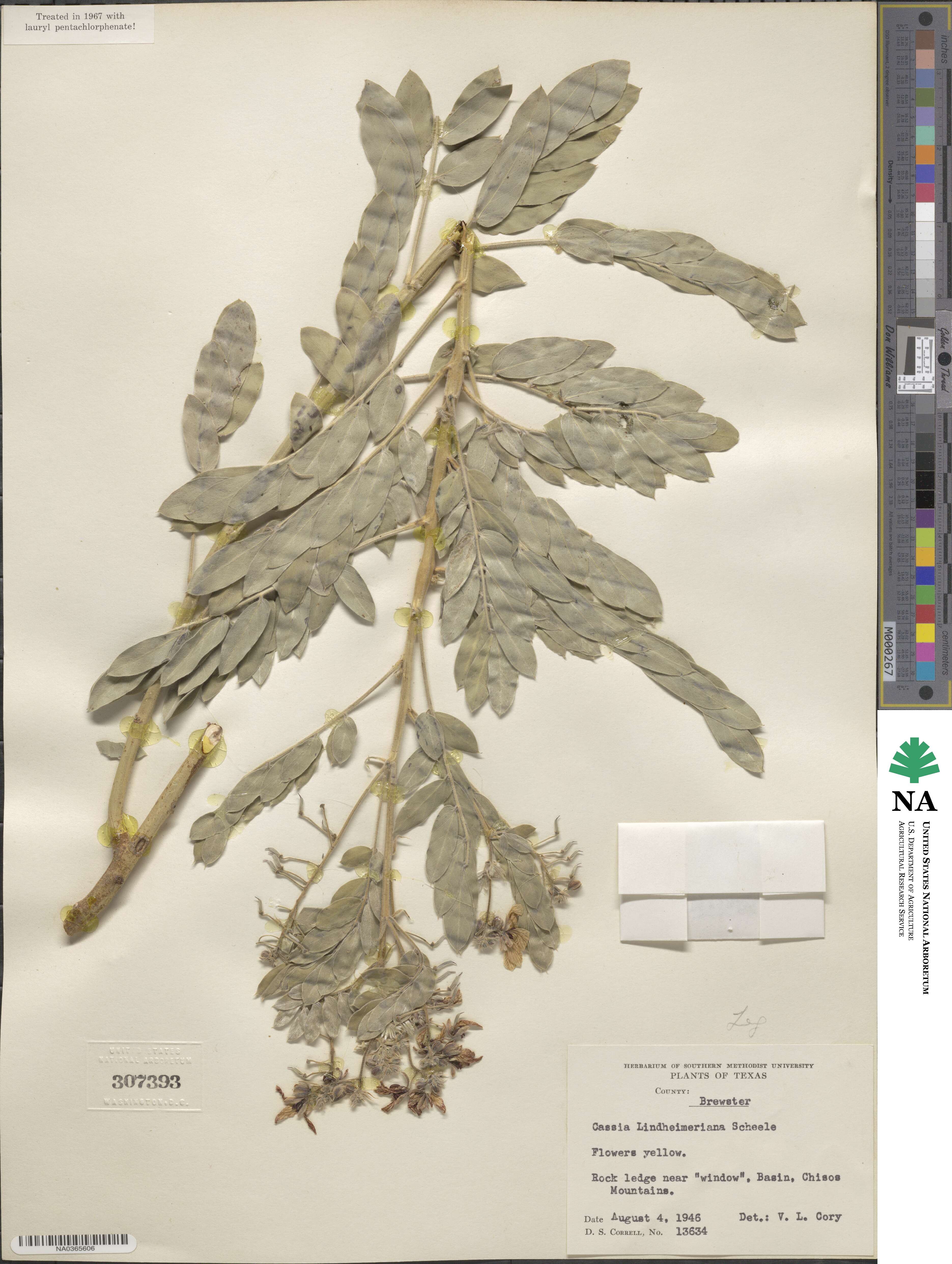 Senna lindheimeriana image