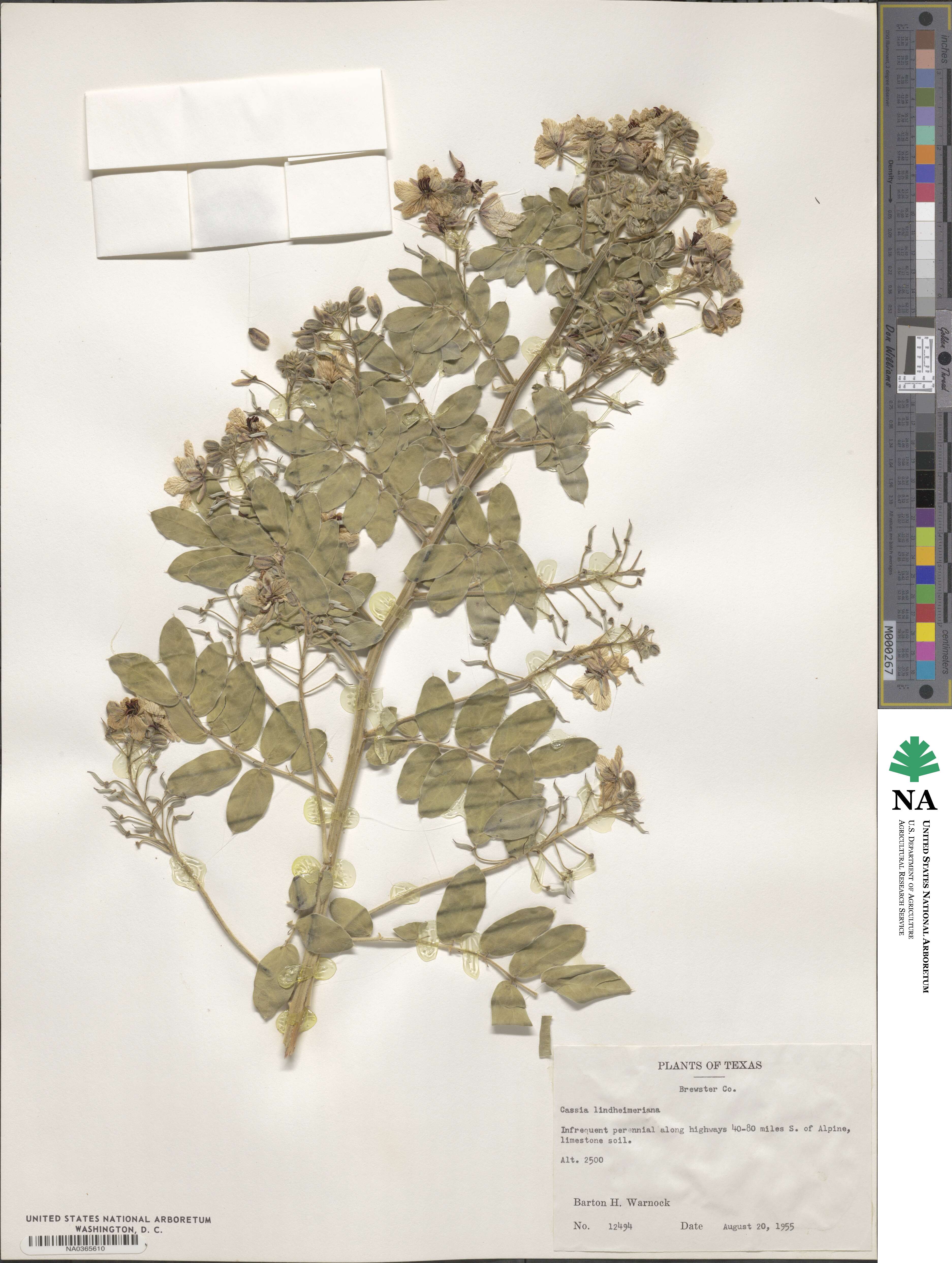 Senna lindheimeriana image
