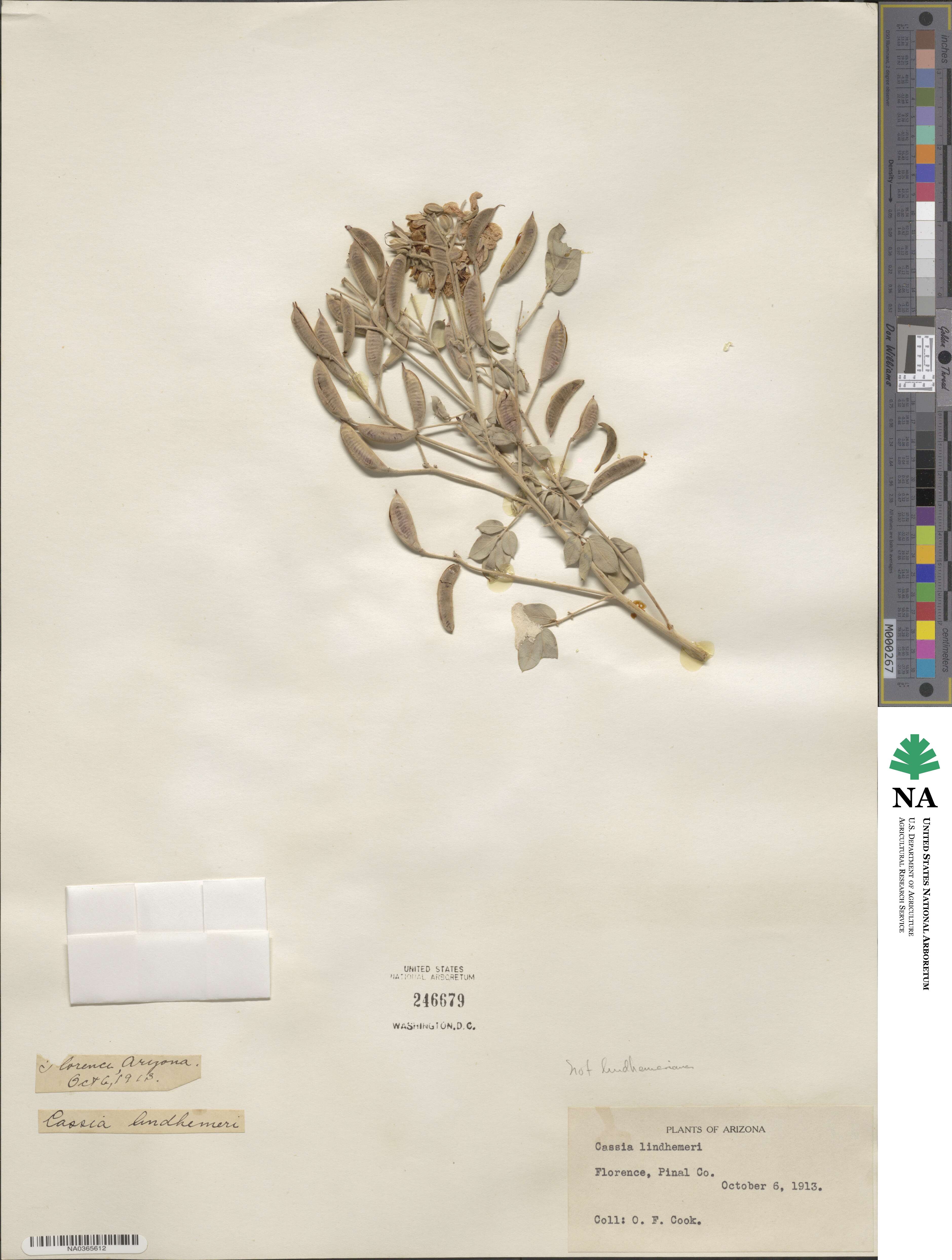Senna lindheimeriana image