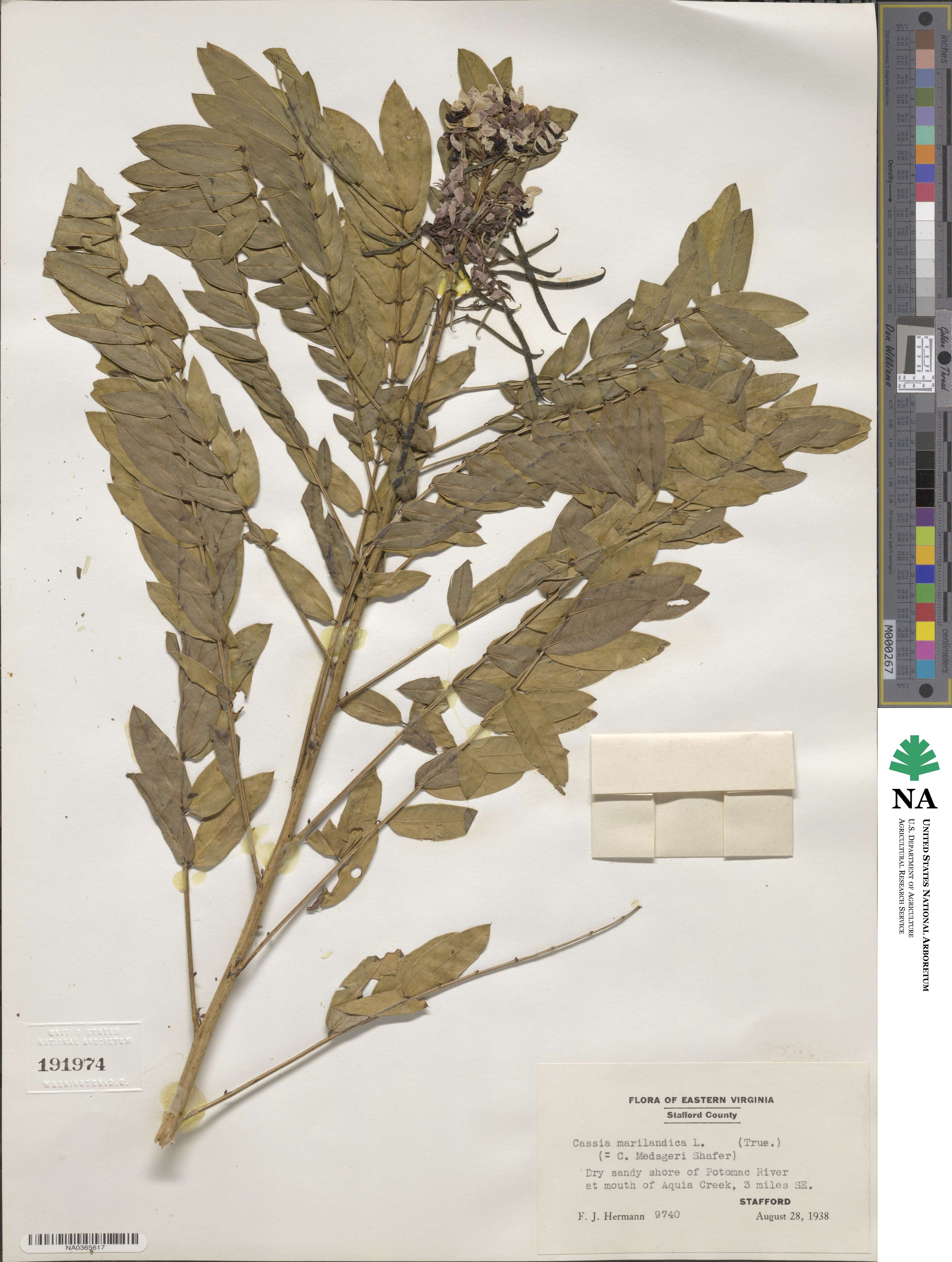 Senna marilandica image