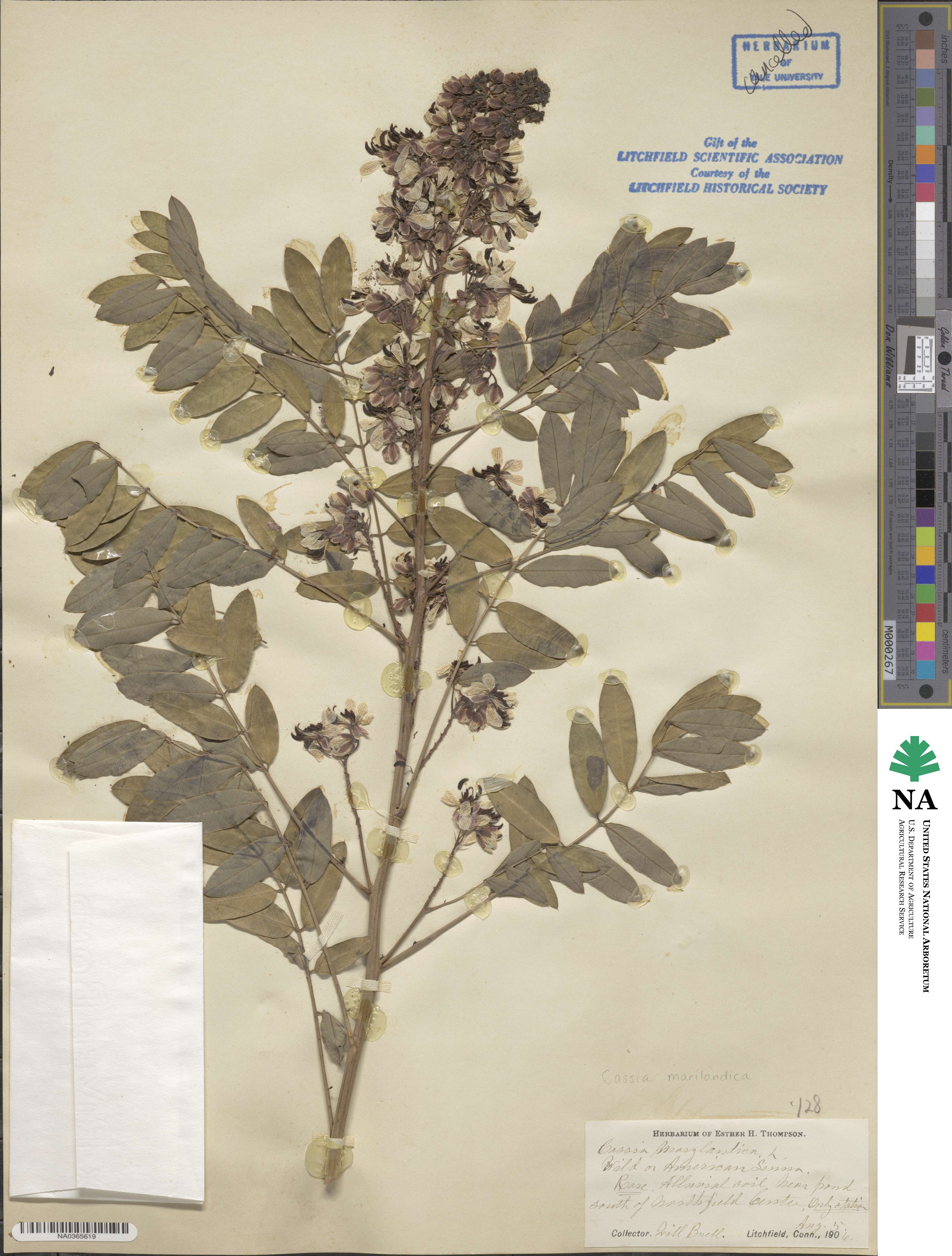 Senna marilandica image