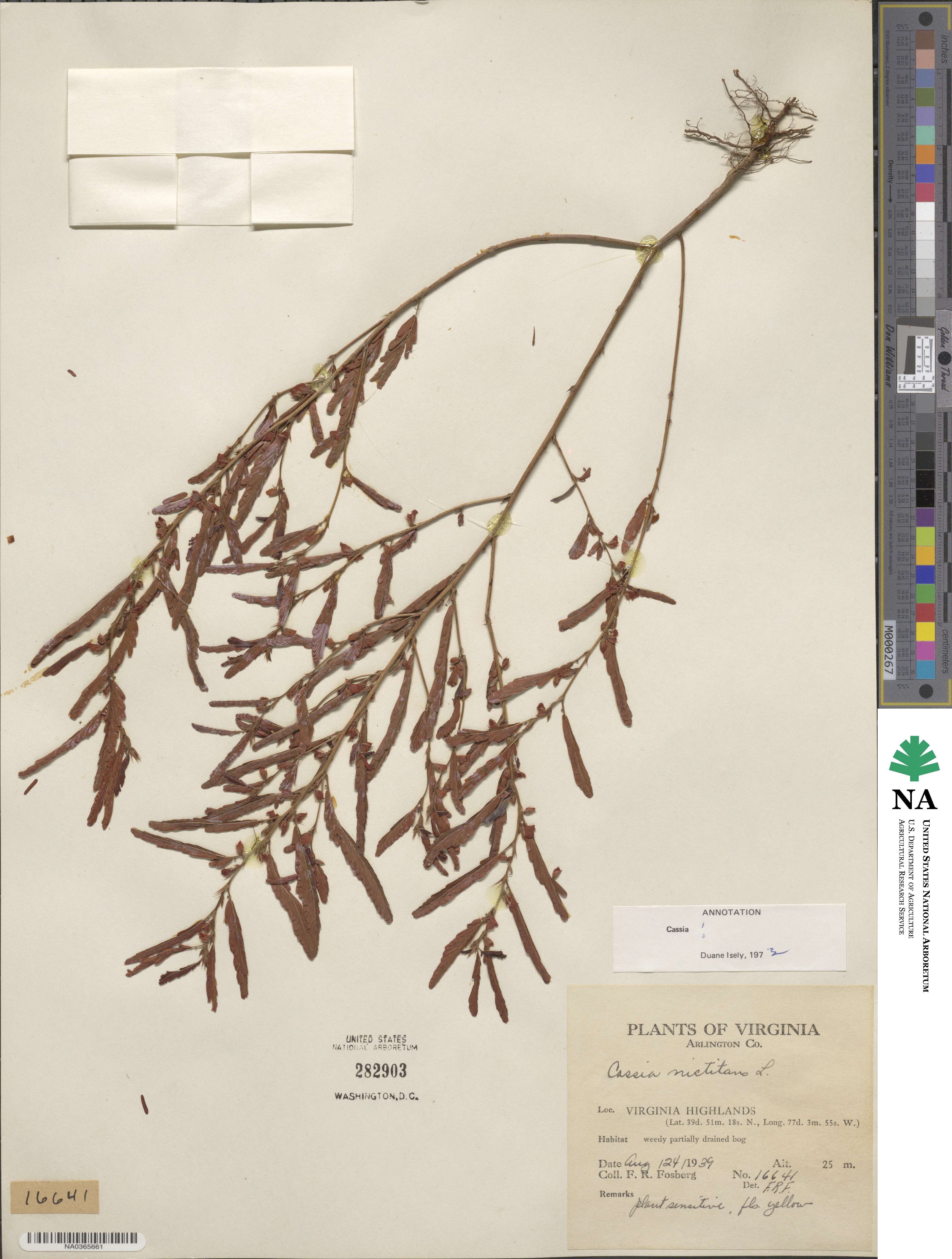 Chamaecrista nictitans image