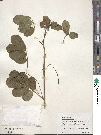 Senna obtusifolia image