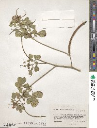 Senna obtusifolia image