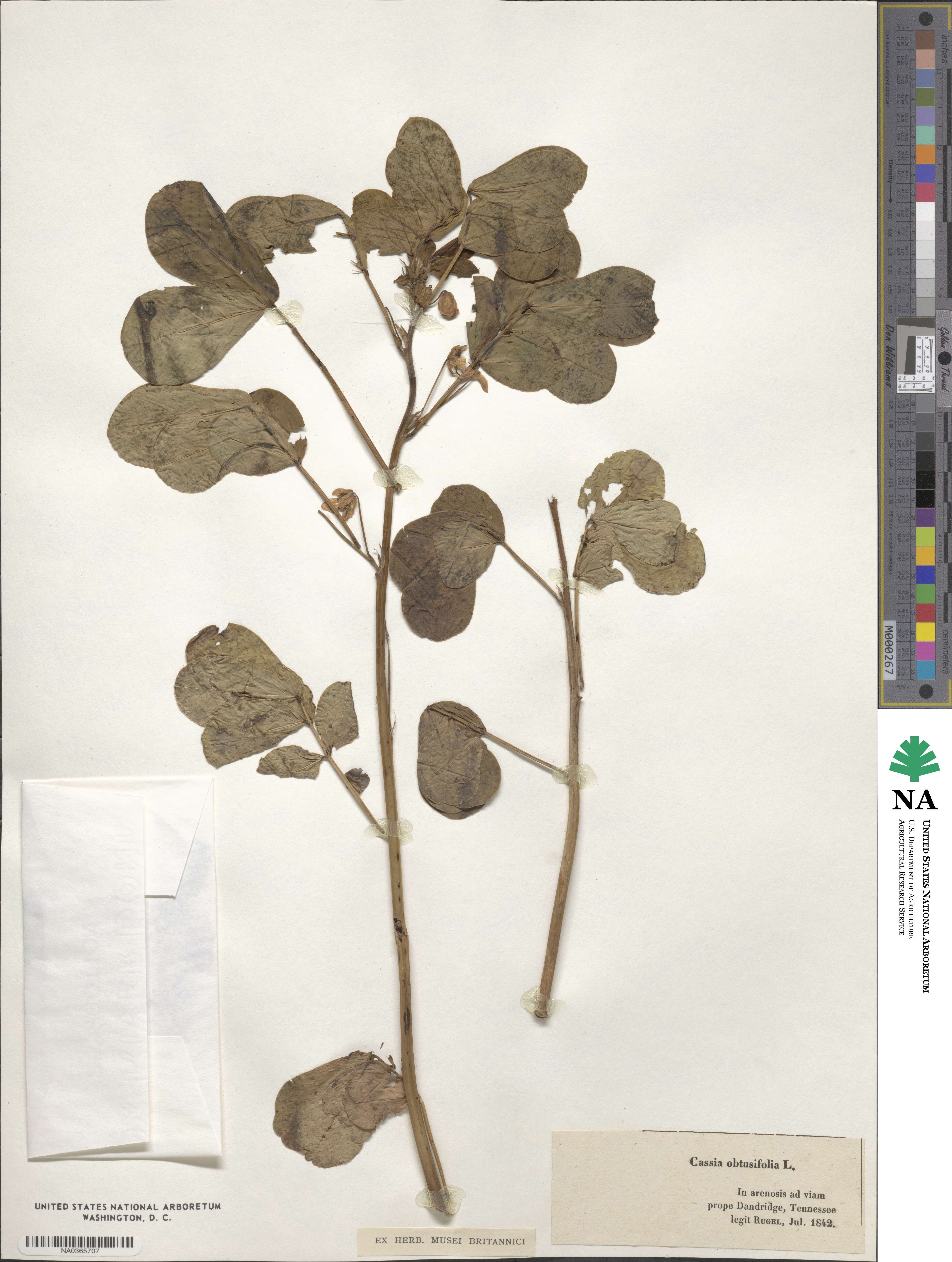 Senna obtusifolia image
