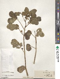 Senna obtusifolia image