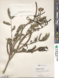 Senna occidentalis image