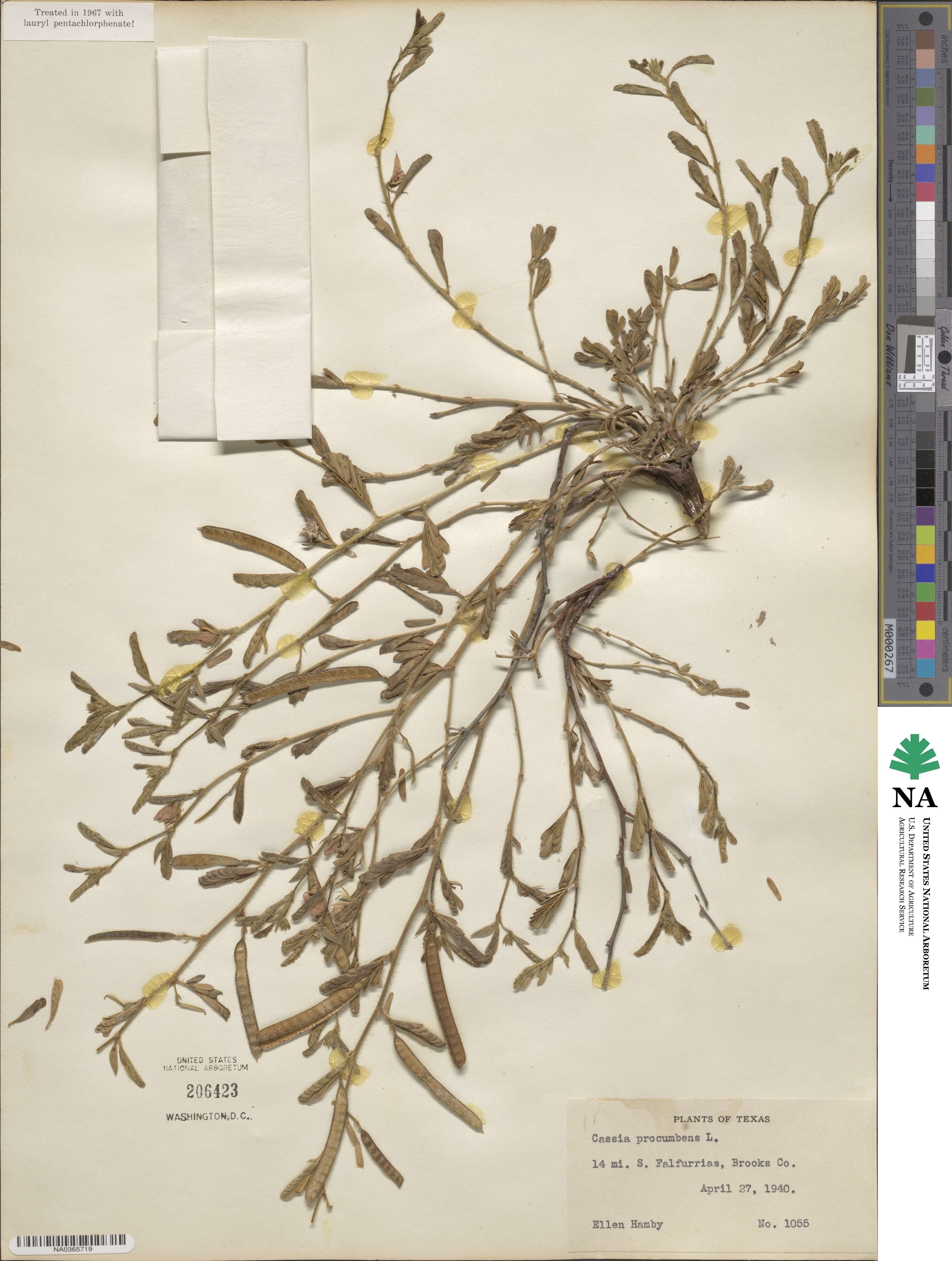 Chamaecrista nictitans subsp. nictitans image