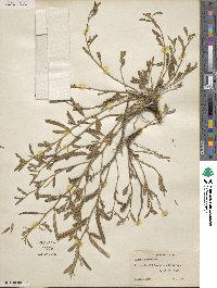 Chamaecrista nictitans subsp. nictitans image