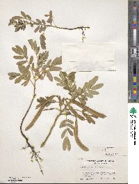 Cassia tomentosa image