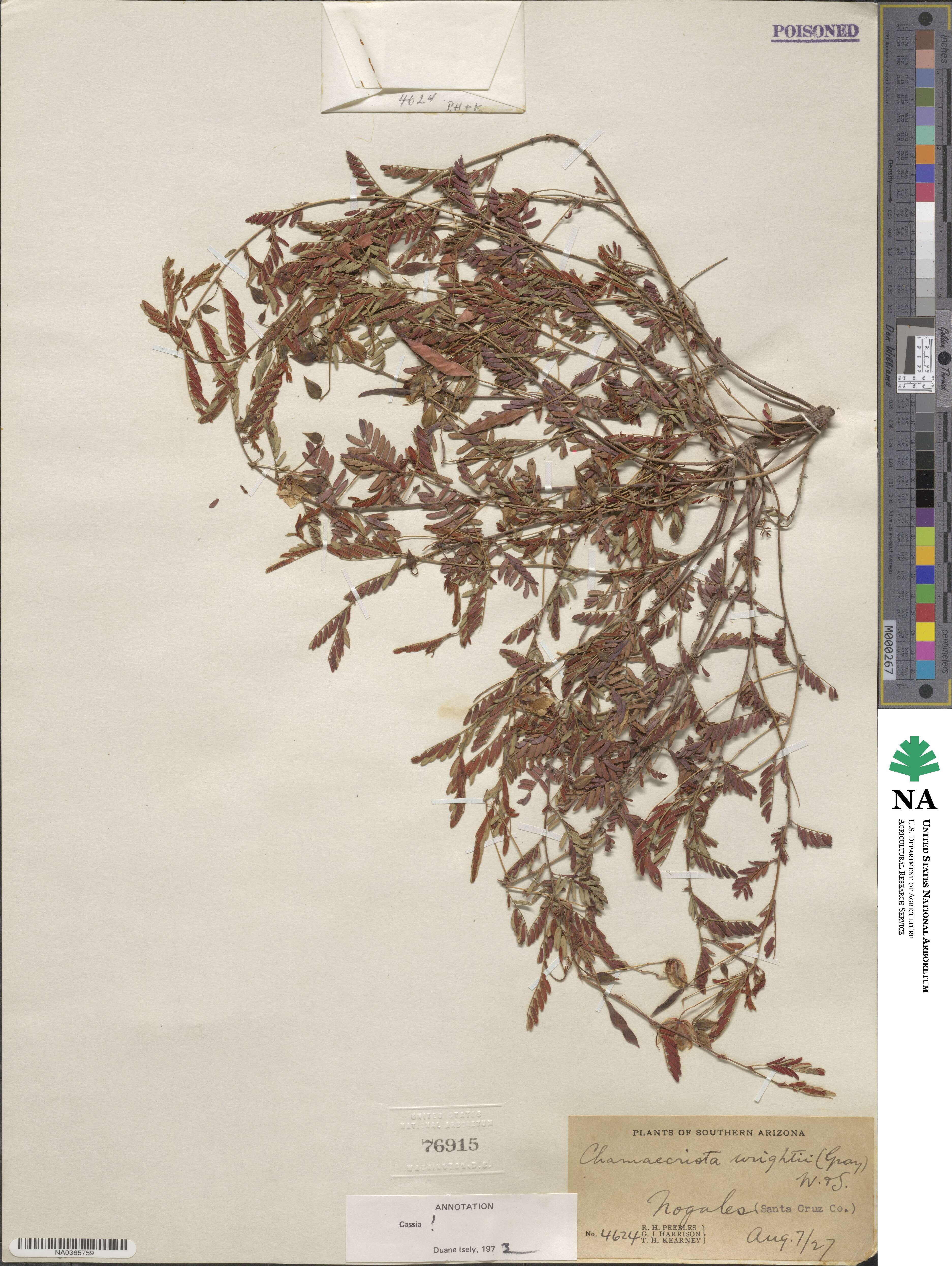 Chamaecrista serpens var. wrightii image
