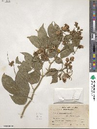 Senna bacillaris image