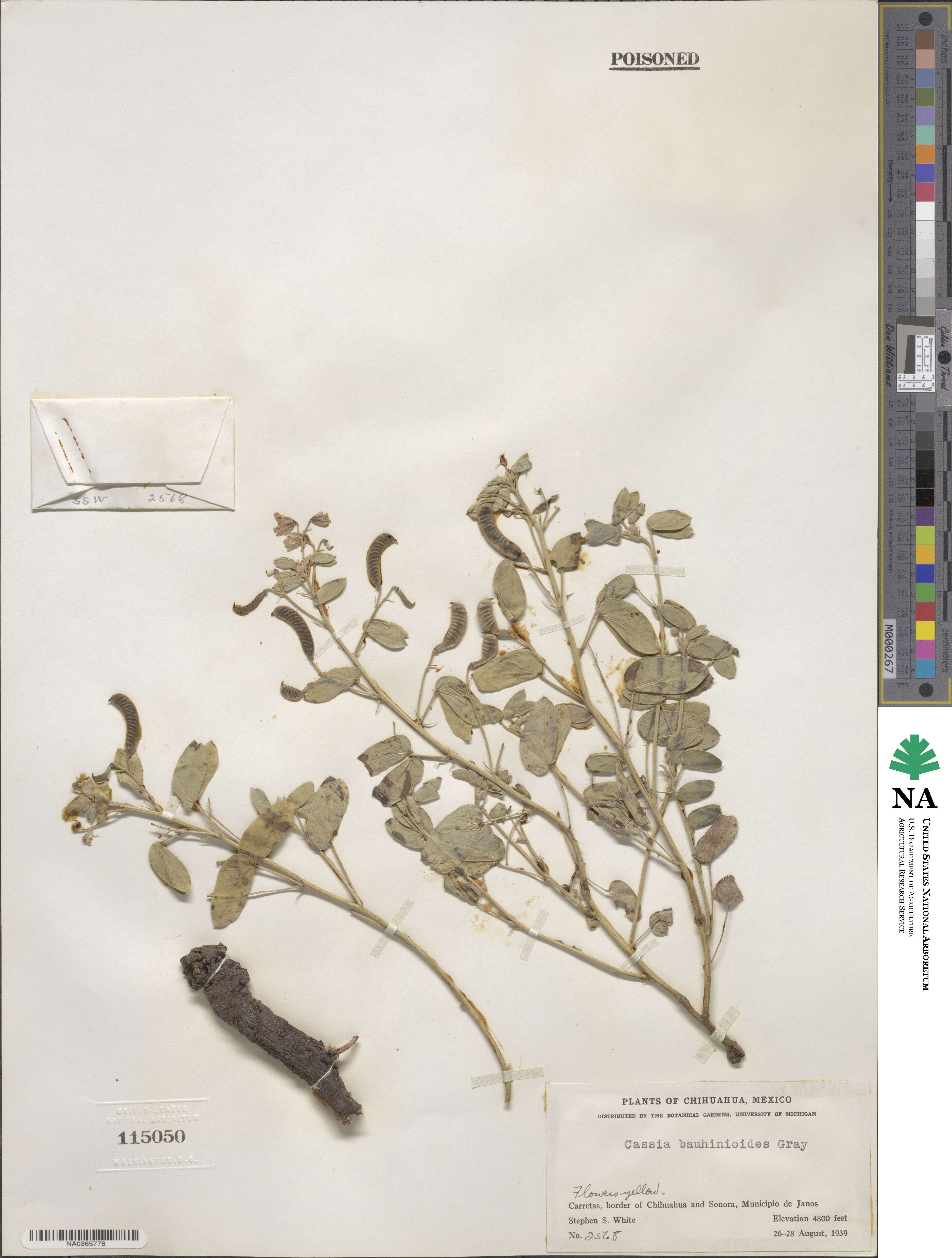 Senna bauhinioides image