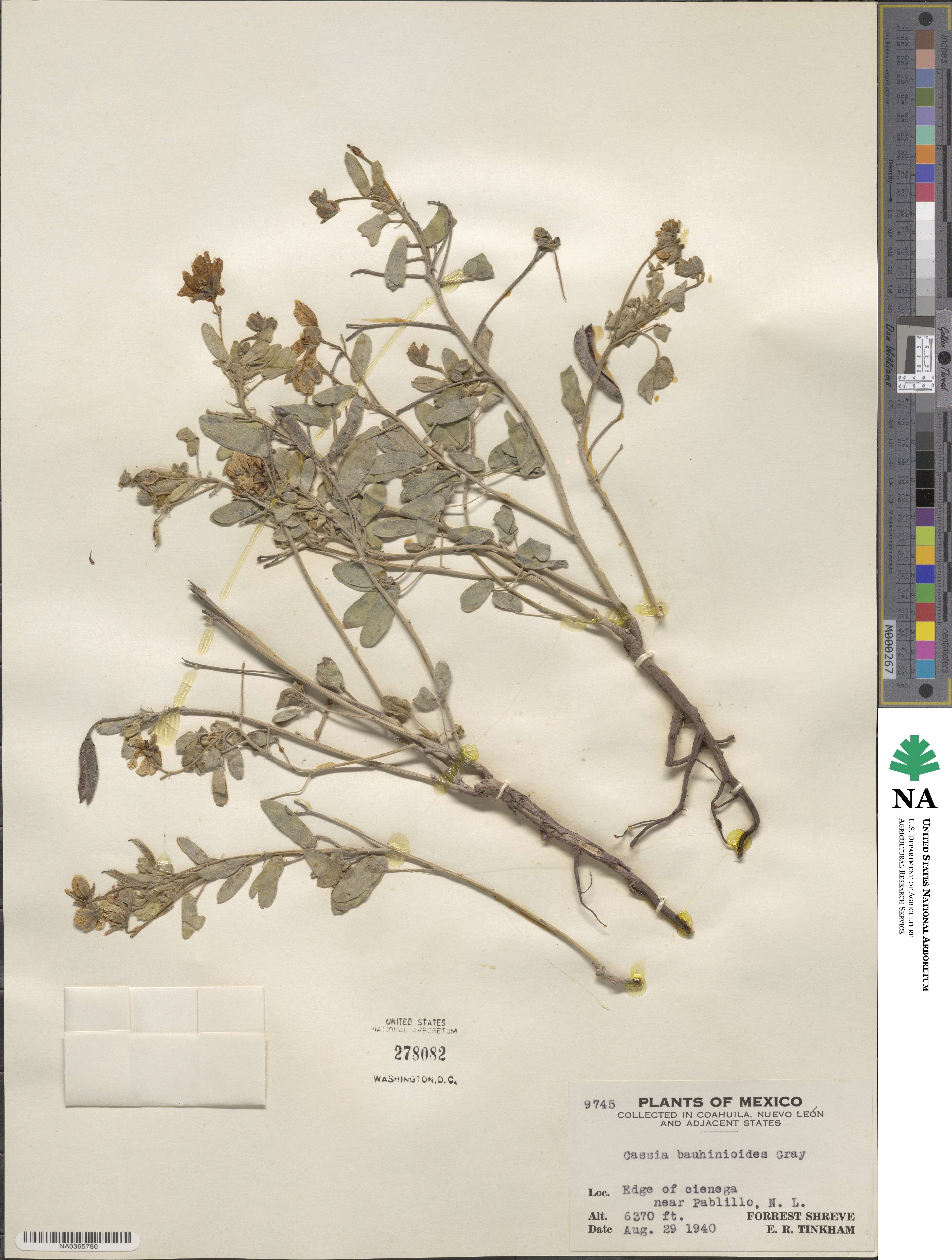 Senna bauhinioides image